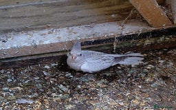 Cockatiels birds for sale: Young cockatiel for sale  - Image 1