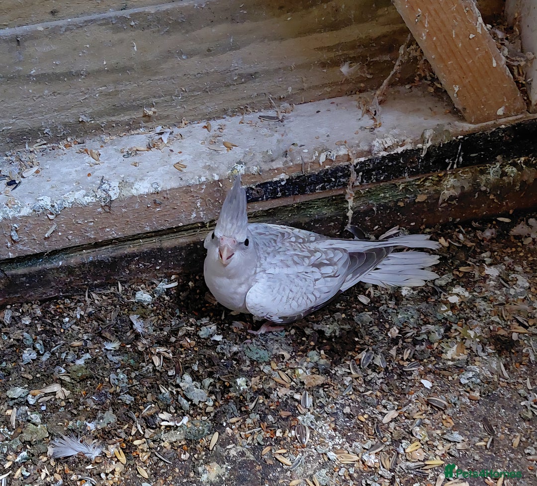 Cockatiels birds for sale: Young cockatiel for sale  - Image 1