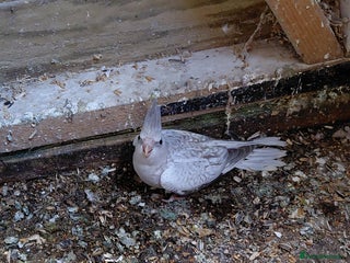 Cockatiels birds - Advert 2