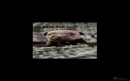 Staffordshire Bull Terrier dogs for sale: Paws Above The Rest  - Image 27