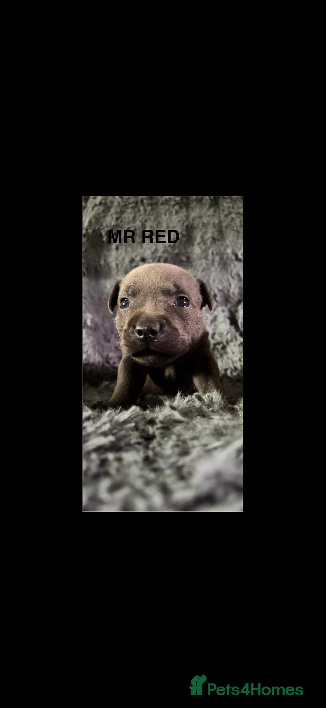 Staffordshire Bull Terrier dogs for sale: Paws Above The Rest  - Image 27