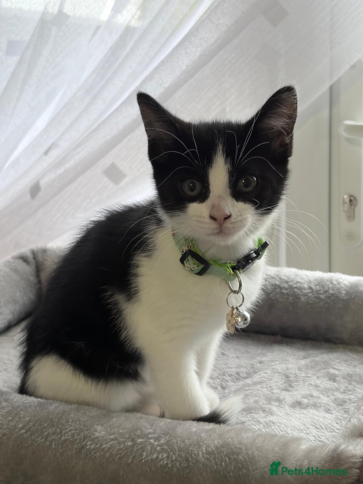 Mixed Breed cats Gorgeous back and white female girl  for sale  - Advert 12