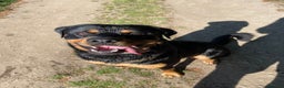 Rottweiler dogs for sale: 2 year old boy (Rex) - Advert 4