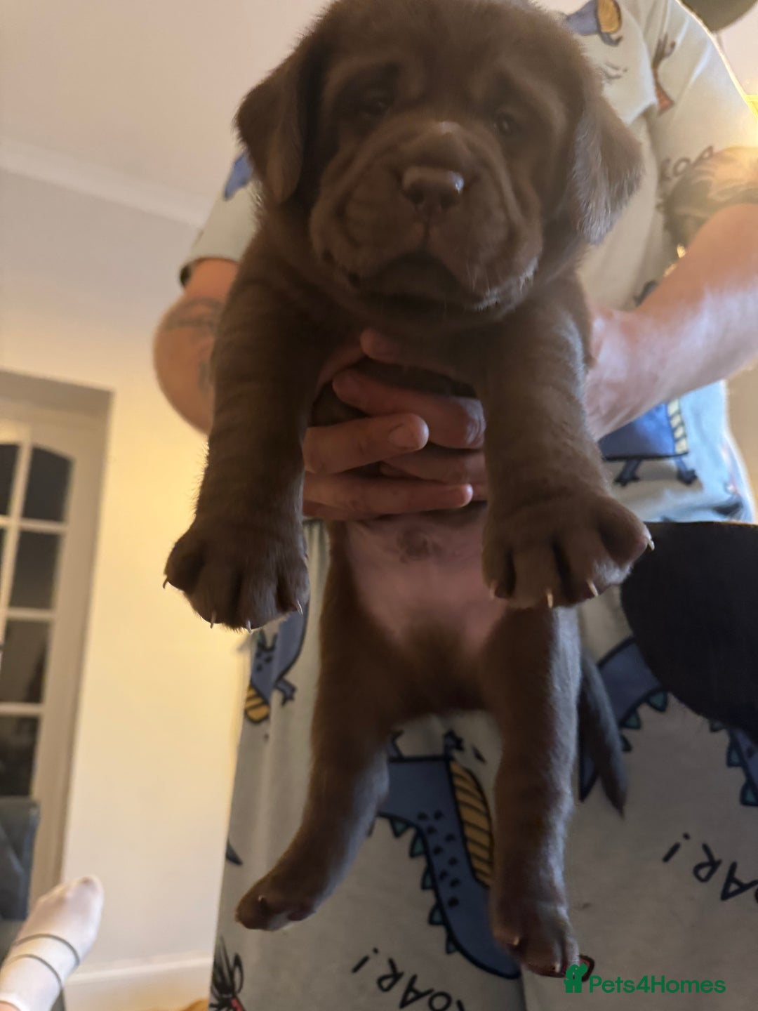 Labrador Retriever dogs for sale: 1 beautiful KC chunky show chocolate boy 4 wks - Image 1