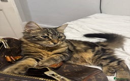 Domestic Shorthair cats for sale: ASAP- Adorable cat to be rehomed  - Image 9