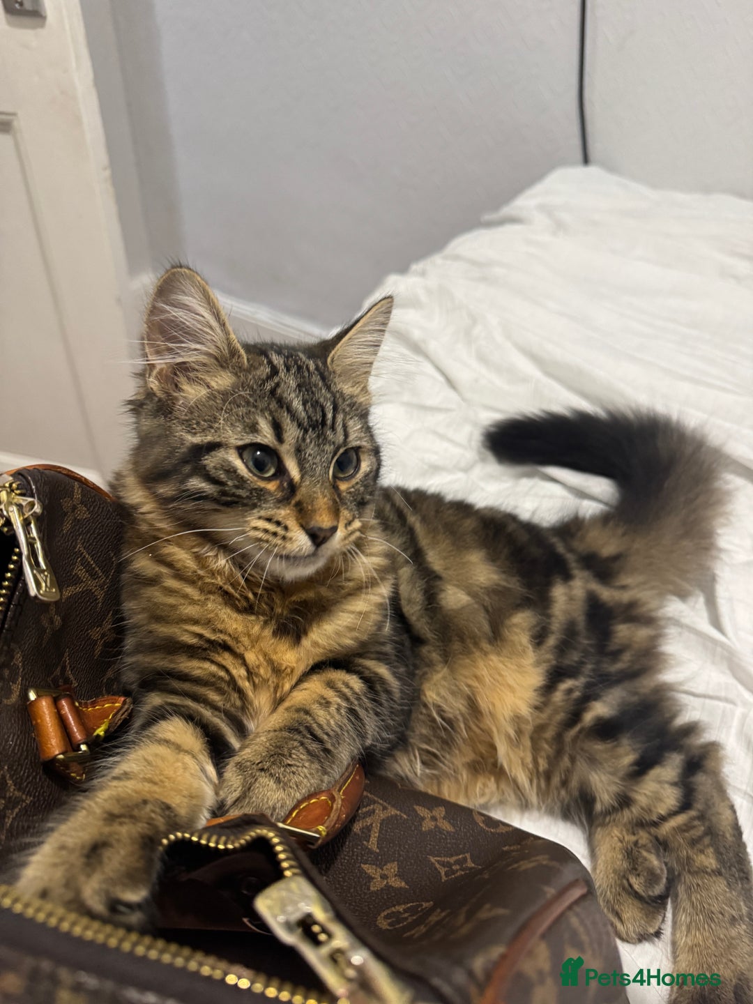 Domestic Shorthair cats for sale: ASAP- Adorable cat to be rehomed  - Image 9