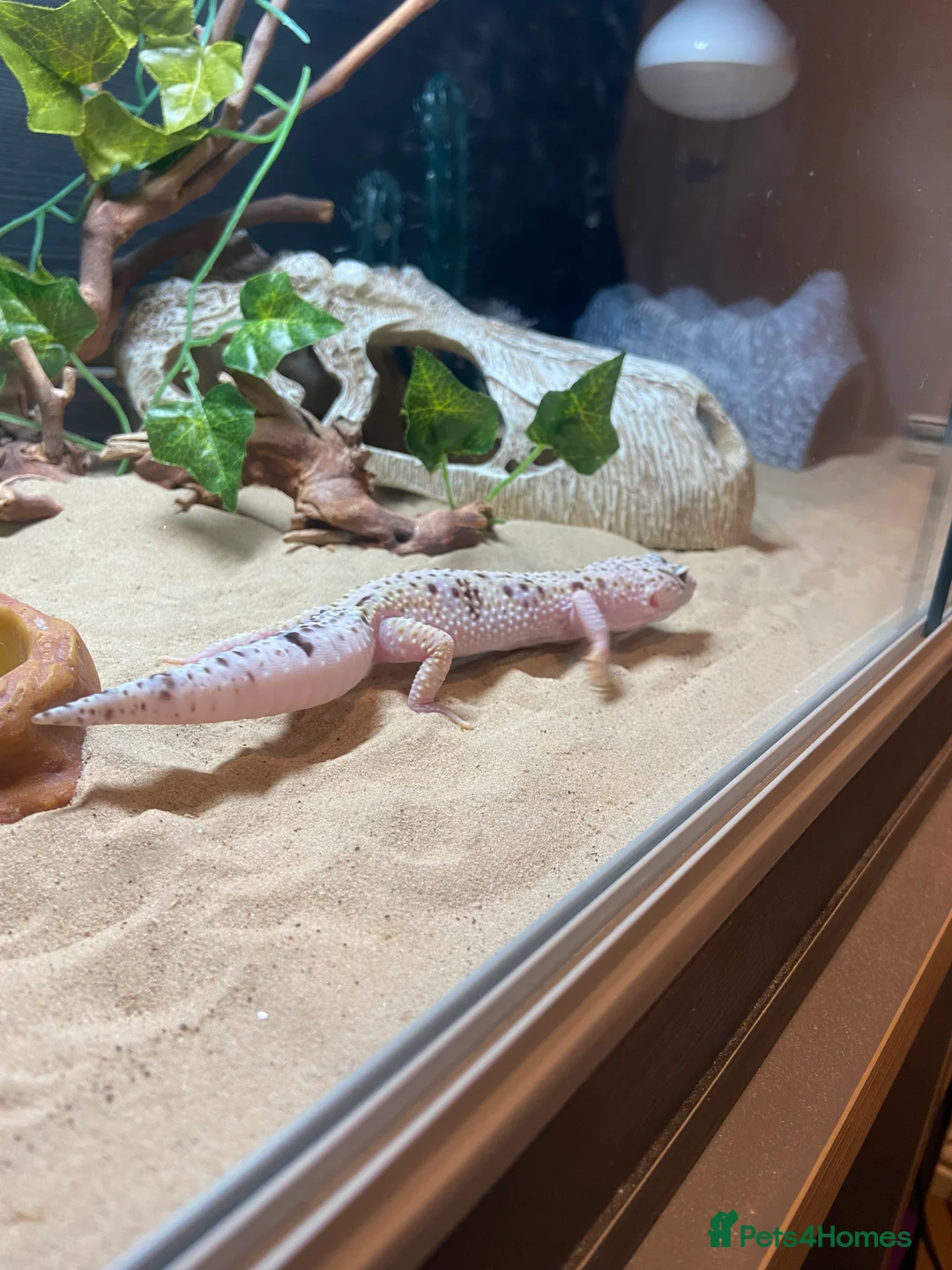 Leopard Gecko reptiles for sale: Super mac snow Leopard Gecko in Dorking - Advert 6