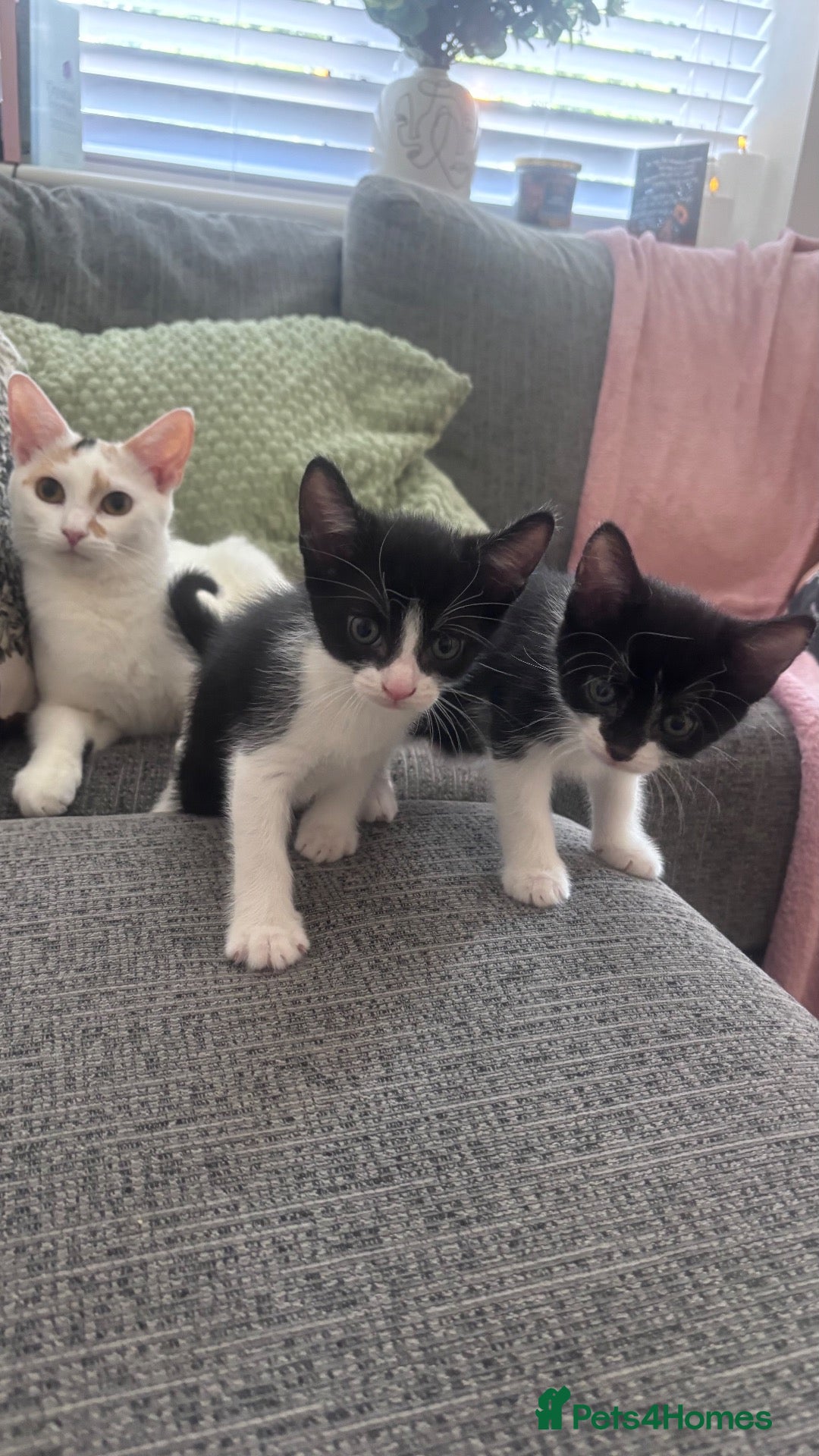 Mixed Breed cats Beautiful kittens looking for forever home  - Advert 2