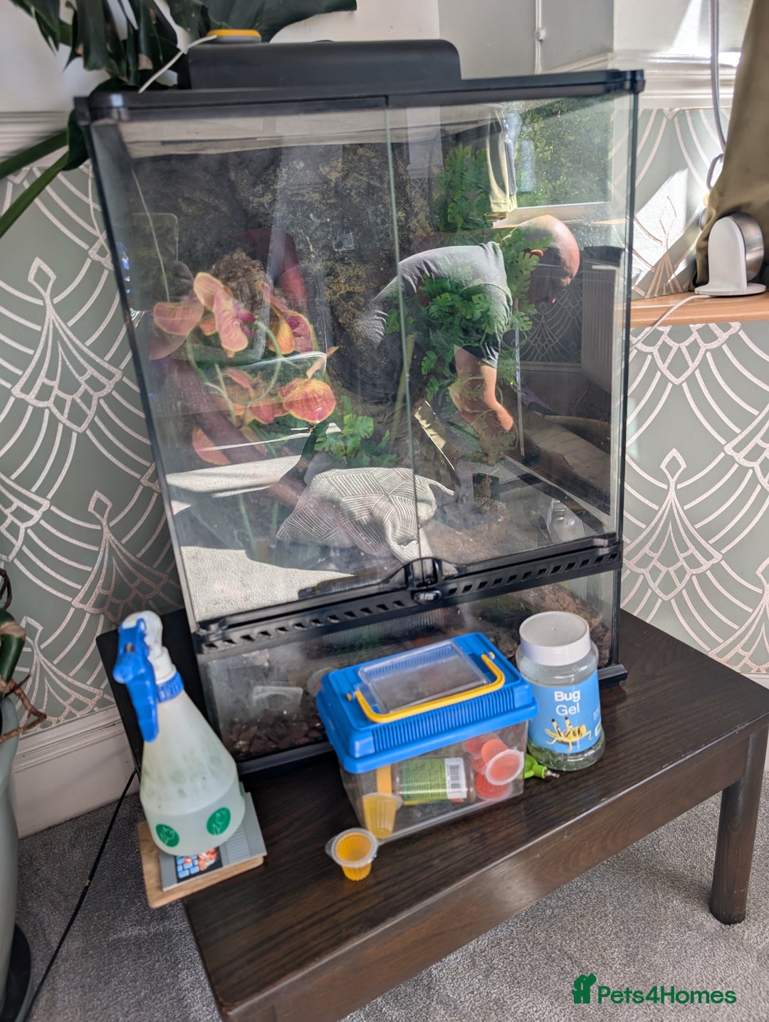 Gecko reptiles for sale: Tailless Crested Gecko with terrarium and extras - Image 6