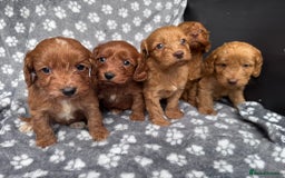 Cockapoo dogs for sale: Cockapoo puppy for sale 🐾🐶 - Image 2