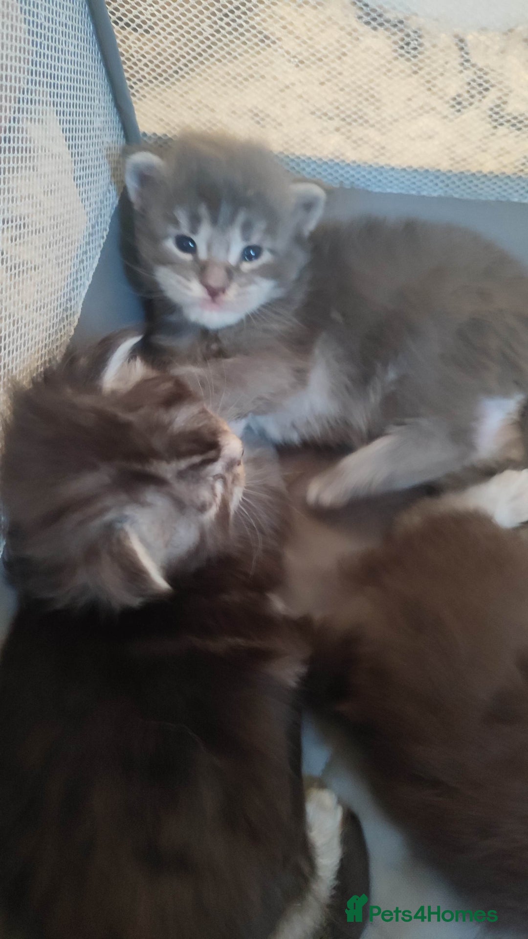 Maine Coon cats for sale: Tica Reg and fully health tested - Advert 17