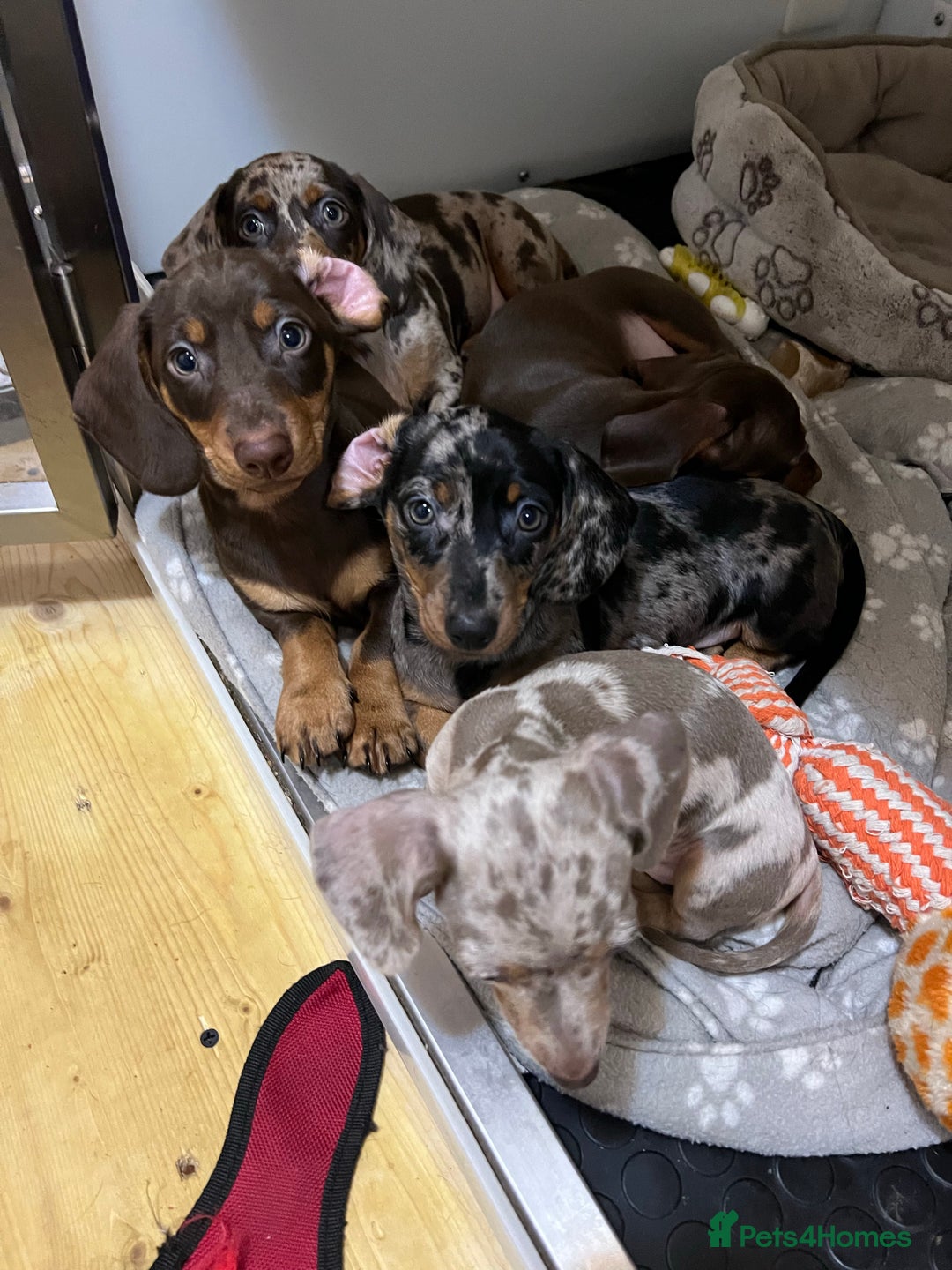 Miniature Dachshund dogs for stud: KC miniature chocolate dapple stud Proven in Wolverhampton - Image 9