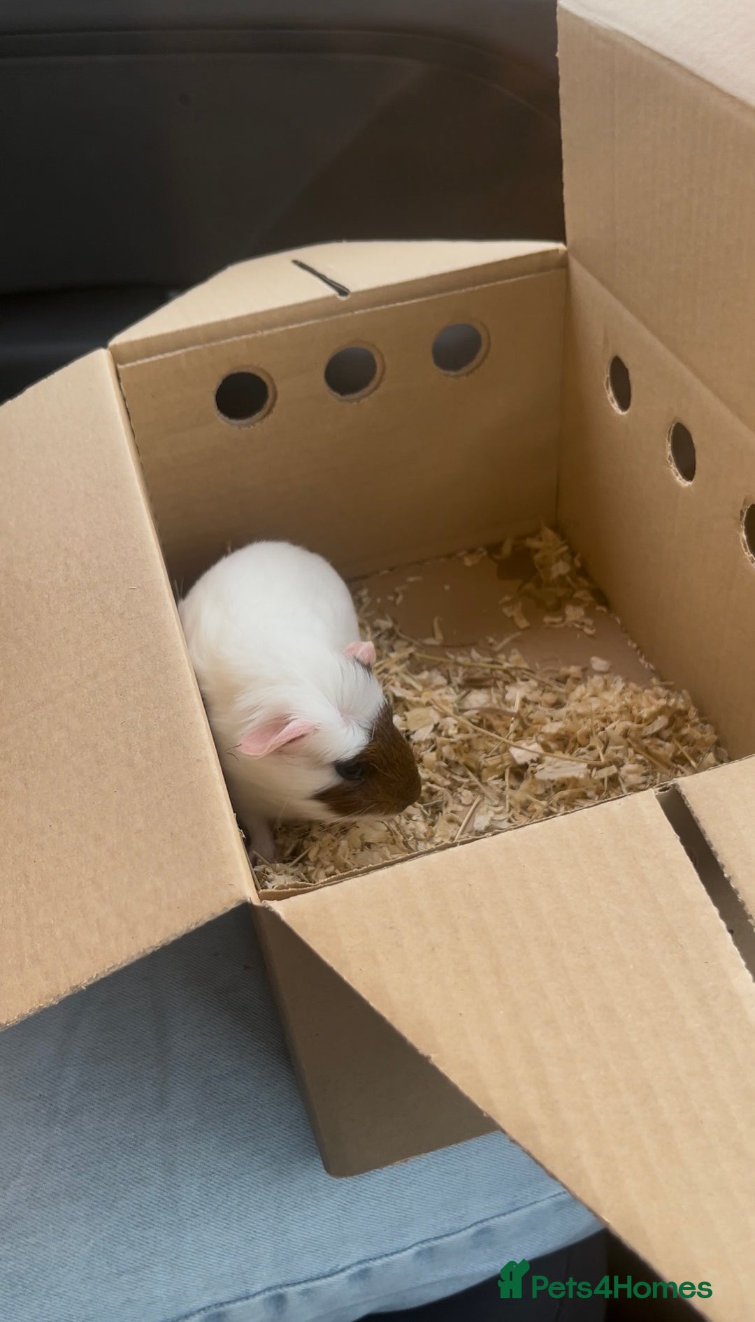 Guinea Pig rodents for sale: 2 Cute Male Guinea Pigs &Complete Kit – Like New - Image 2