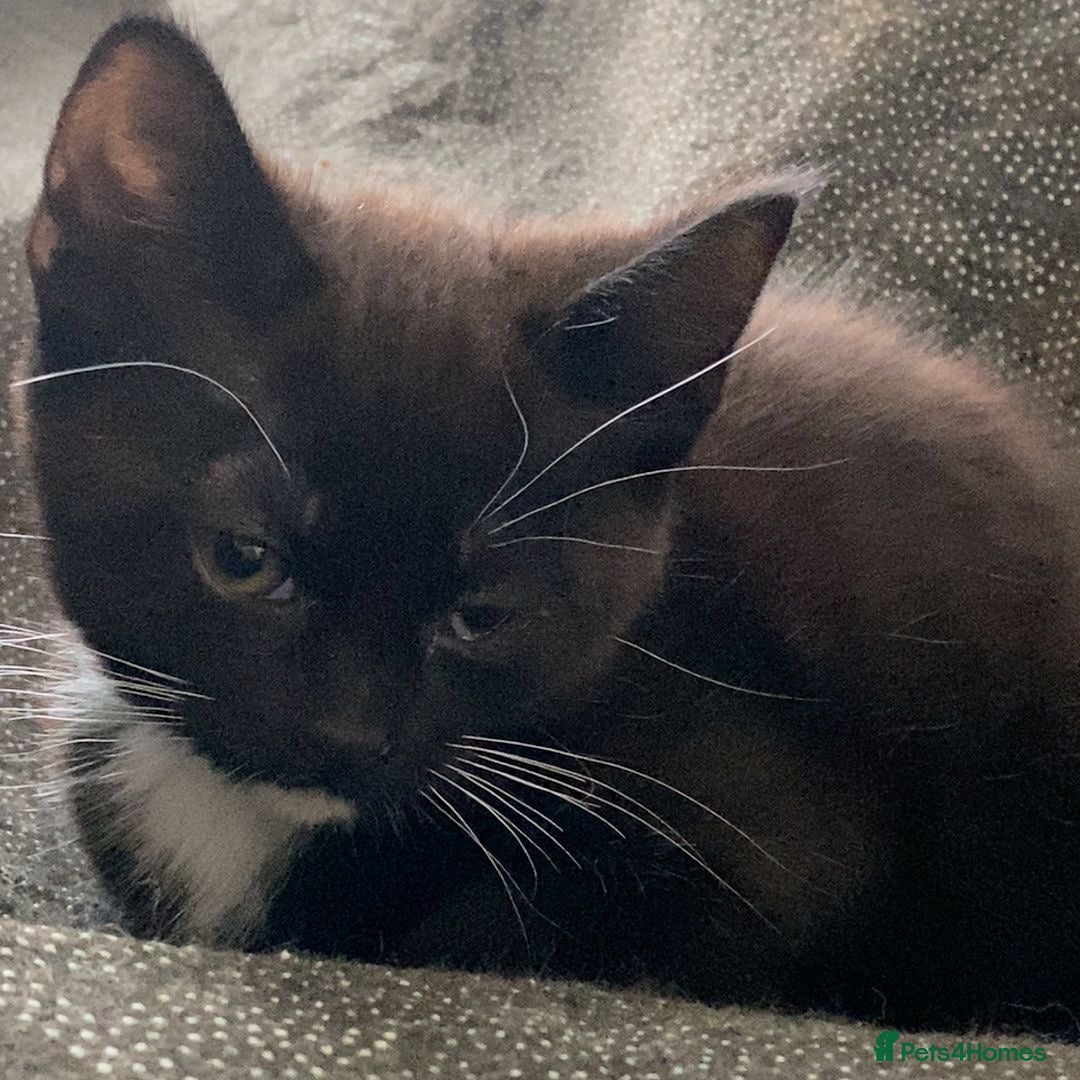 Mixed Breed cats for sale: Playful Kittens 🐾 (Please Read Description) - Image 18