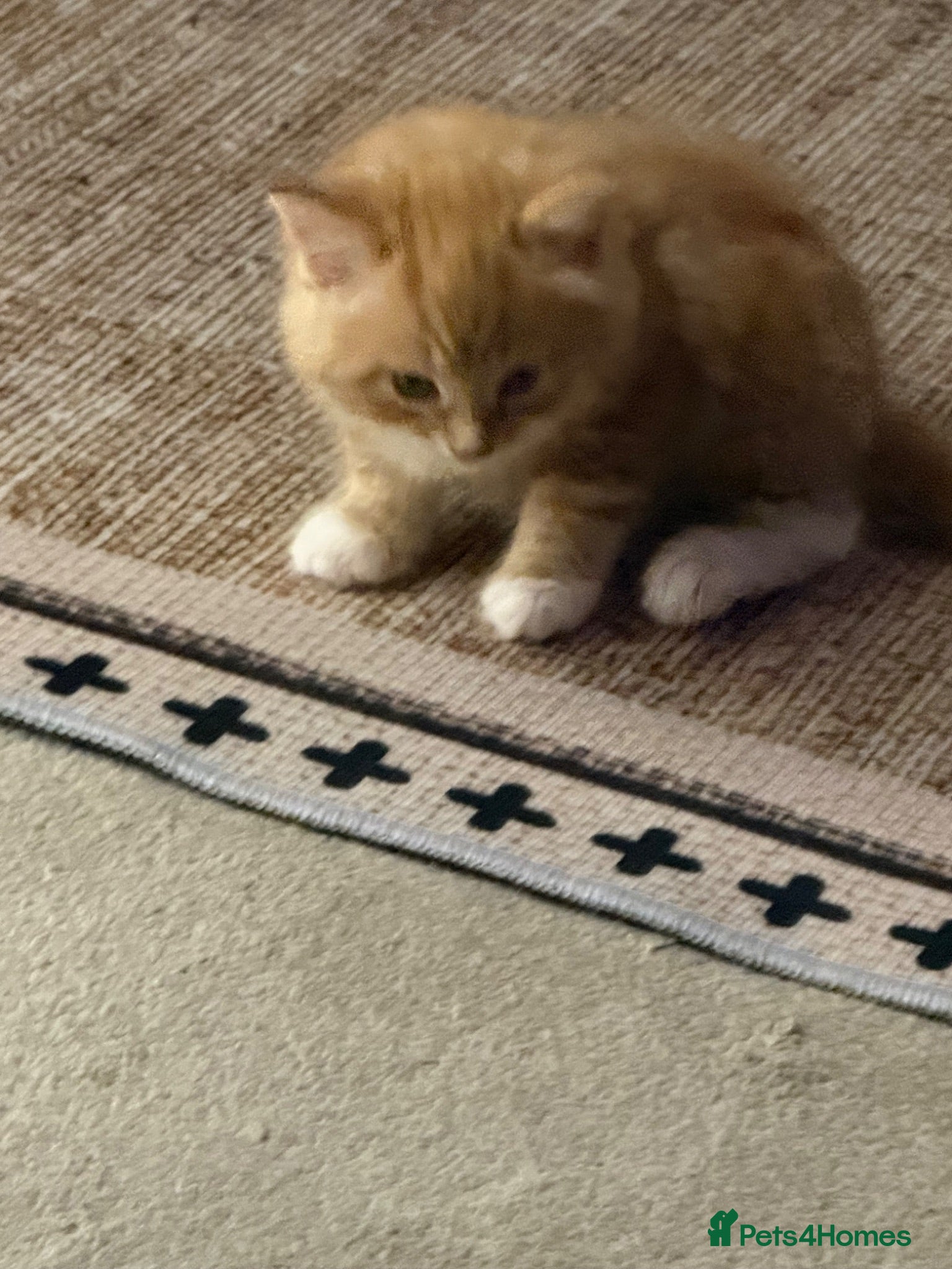 Mixed Breed cats Fluffy ginger white kitten  - Advert 1