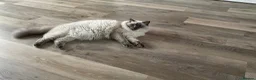 Ragdoll cats for sale: Beautiful blue point bonded Ragdoll pair  - Advert 4