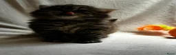Persian cats for sale:     Stunning Pure Persian Kittens – Ready Soon in Northampton - Advert 4