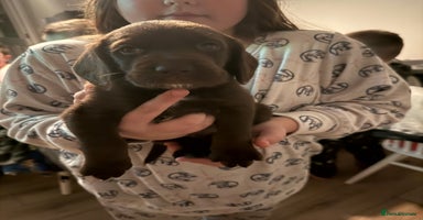 Cockerdor dogs 2 Beautiful Cockerador Puppies - Advert 13