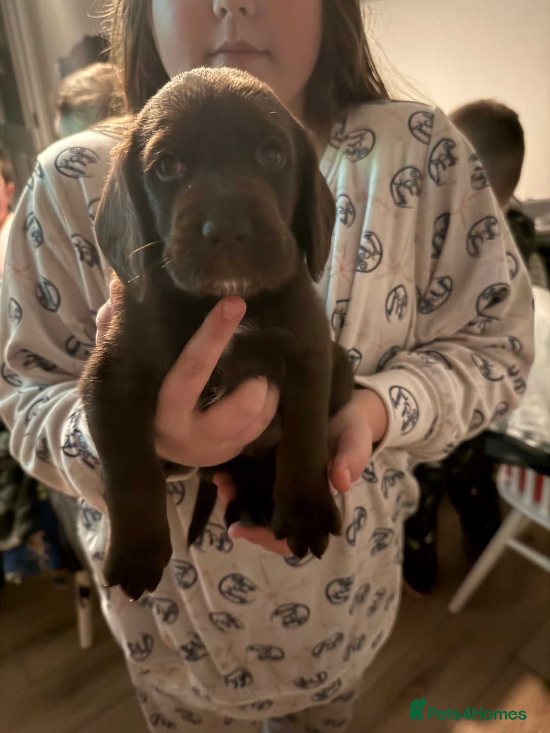 Cockerdor dogs for sale: F1 Cockerador Puppies  - Advert 9