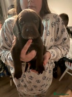 Cockerdor dogs 2 Beautiful Cockerador Puppies - Advert 13