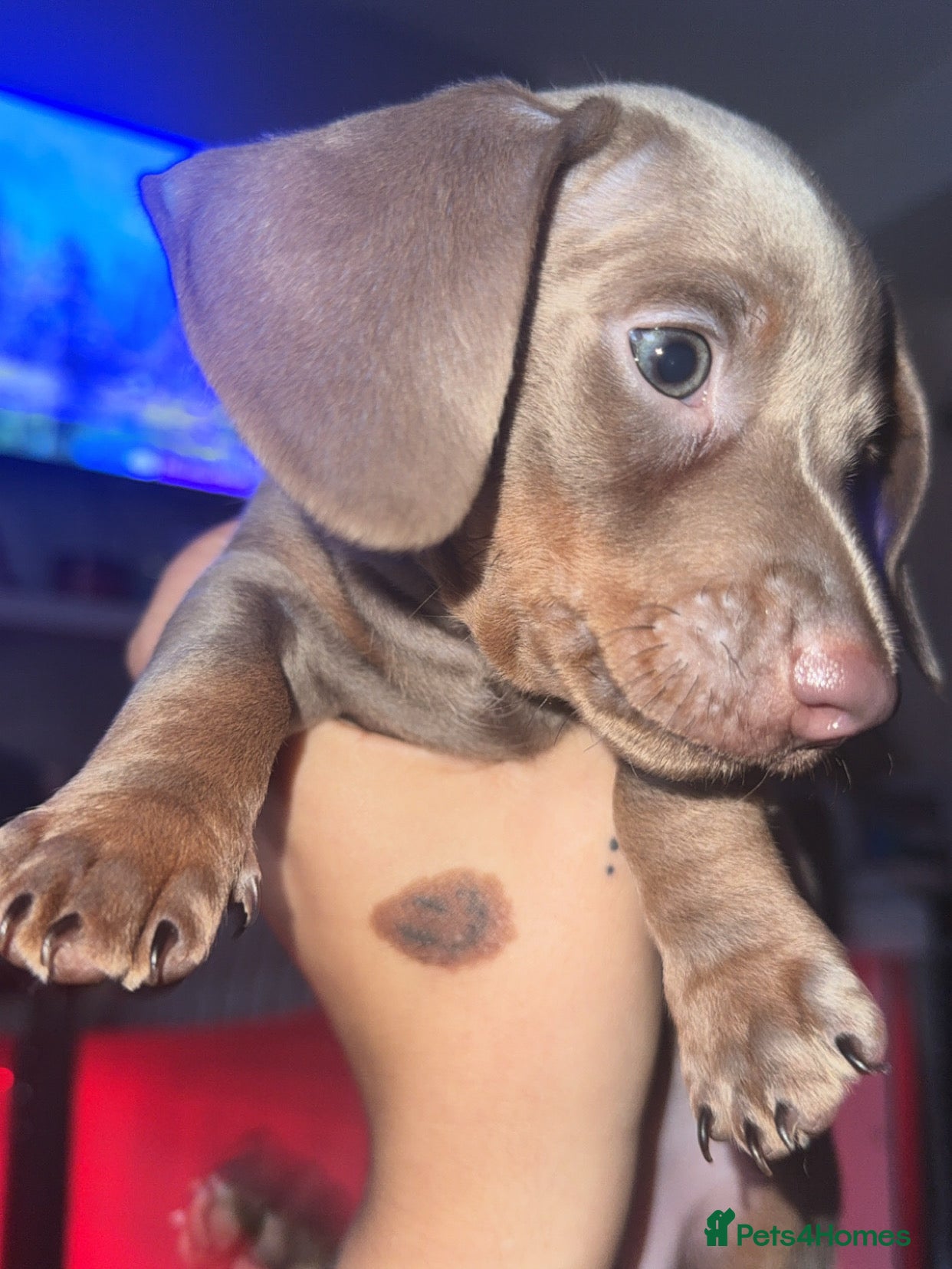 Miniature Dachshund dogs Male miniature dachshund  - Advert 3