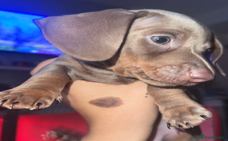 Miniature Dachshund dogs - Advert 2