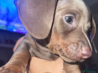 Miniature Dachshund dogs - Advert 7