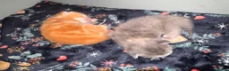 Mixed Breed cats for sale: Grey tabby kitten and ginger tabby kitten  - Advert 3