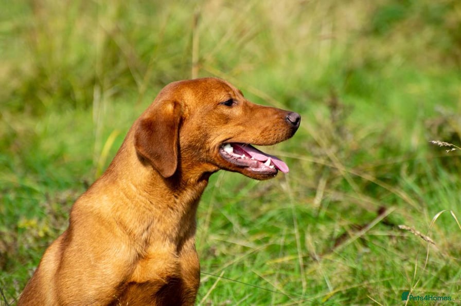 Labrador Retriever dogs Dark Fox Red Labrador in Mablethorpe - Advert 2