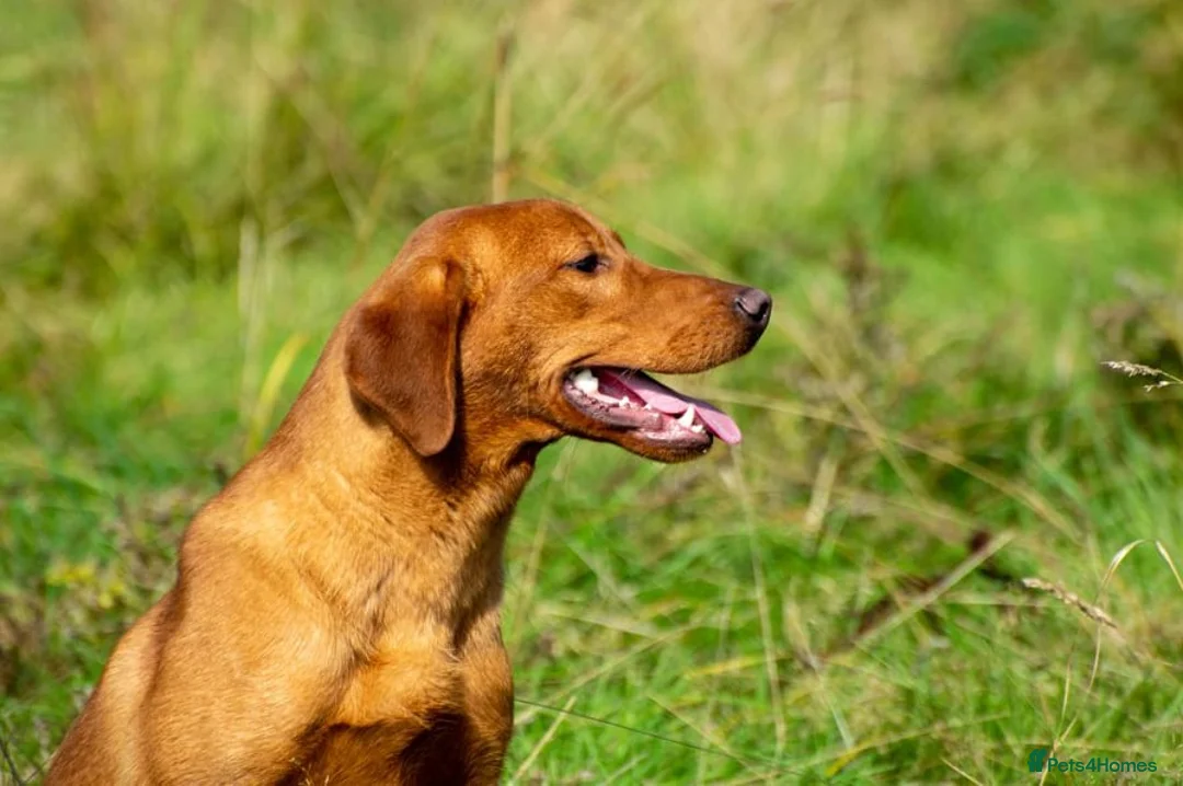 Labrador Retriever dogs for stud: Dark Fox Red Labrador in Mablethorpe - Advert 1