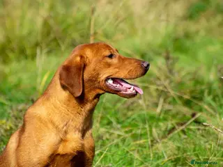 Labrador Retriever dogs Dark Fox Red Labrador in Mablethorpe - Advert 19