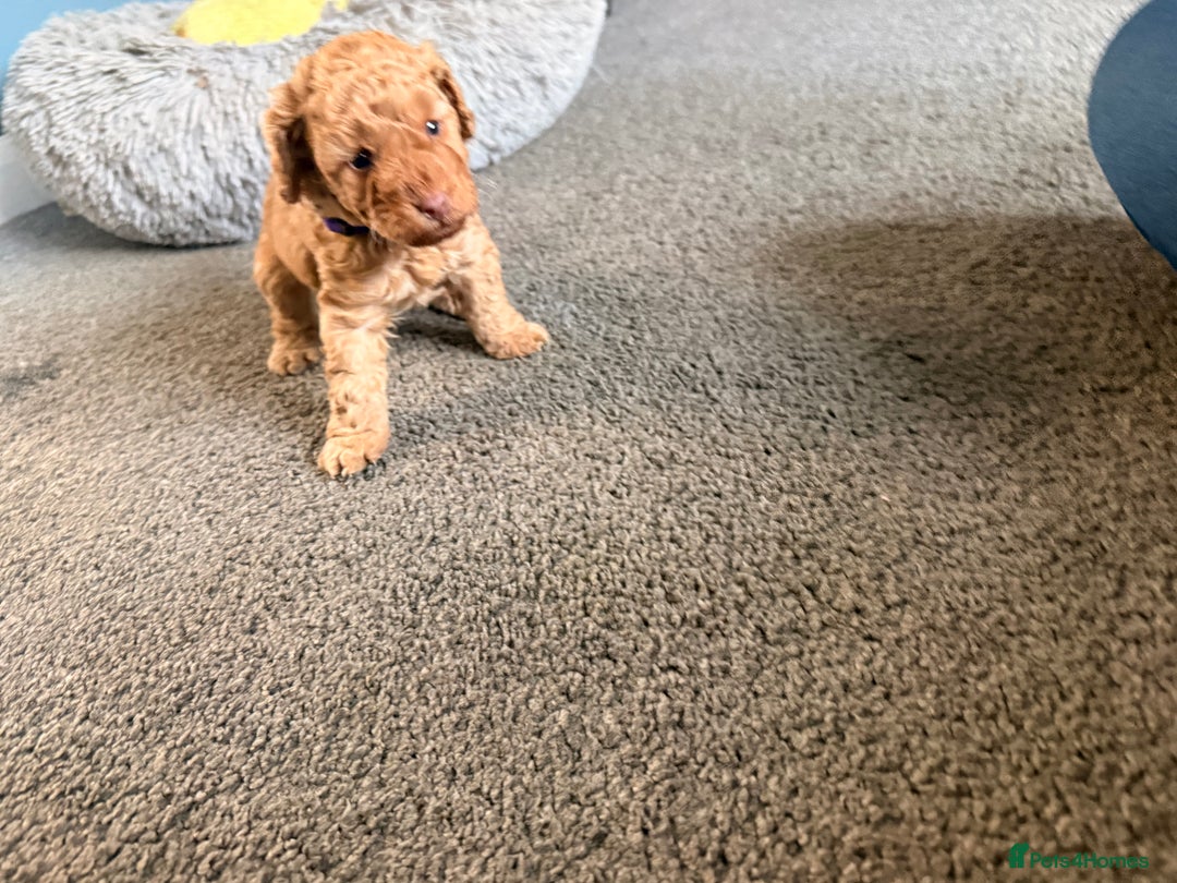 Labradoodle dogs for sale: Miniature labradoodle  - Image 23