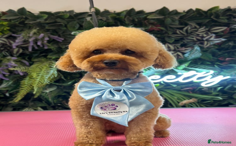 Toy Poodle dogs - Advert 3