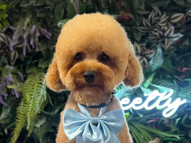 Toy Poodle dogs for stud: KC proven & fully extensively health tested - Advert 2