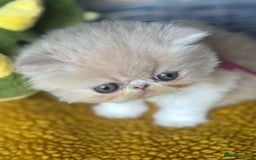 Exotic cats for sale: Superb GCCF Exotic kittens Health Tested parents - Image 21