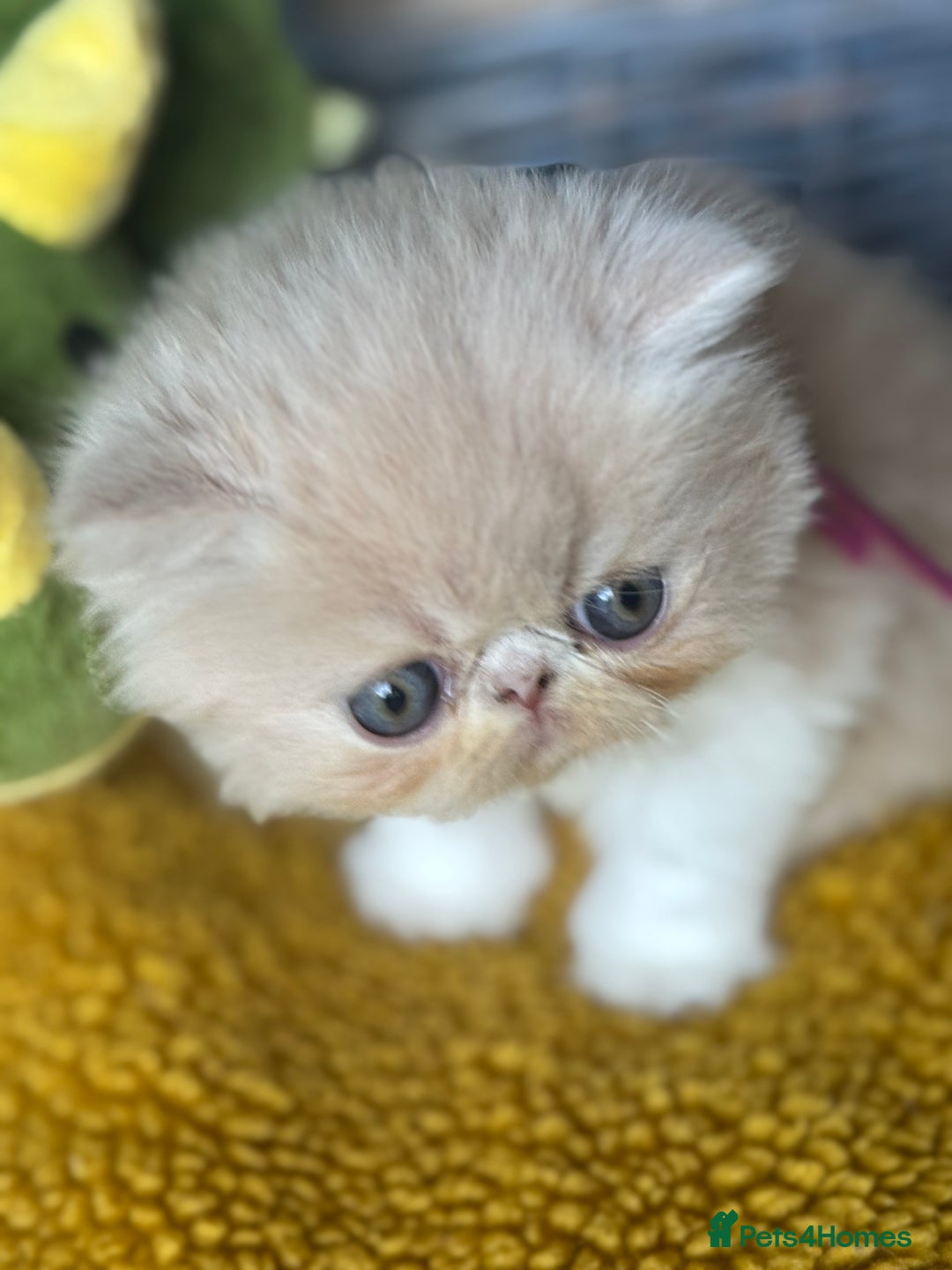 Exotic cats for sale: Superb GCCF Exotic kittens Health Tested parents - Image 21