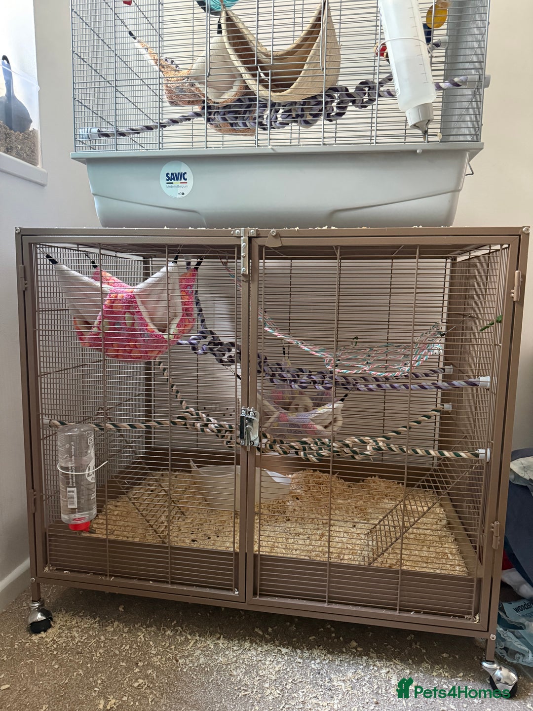 Rat rodents for sale: 4 Male Rats with cages  - Image 8