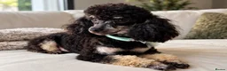 Toy Poodle dogs for sale: Fab opportunity toy poodle 1yr 5* phantom  - Advert 3