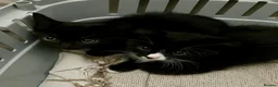 Mixed Breed cats for sale: 4 adorable farm rescues looking for loving homes in Glasgow - Advert 7