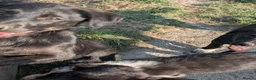Borador dogs for sale: Boradors pups *READY NOW* - Advert 20