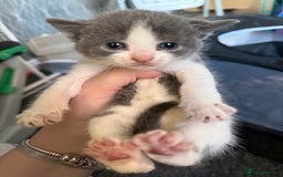 Mixed Breed cats for sale: mixed breed kittens for sale - Image 7