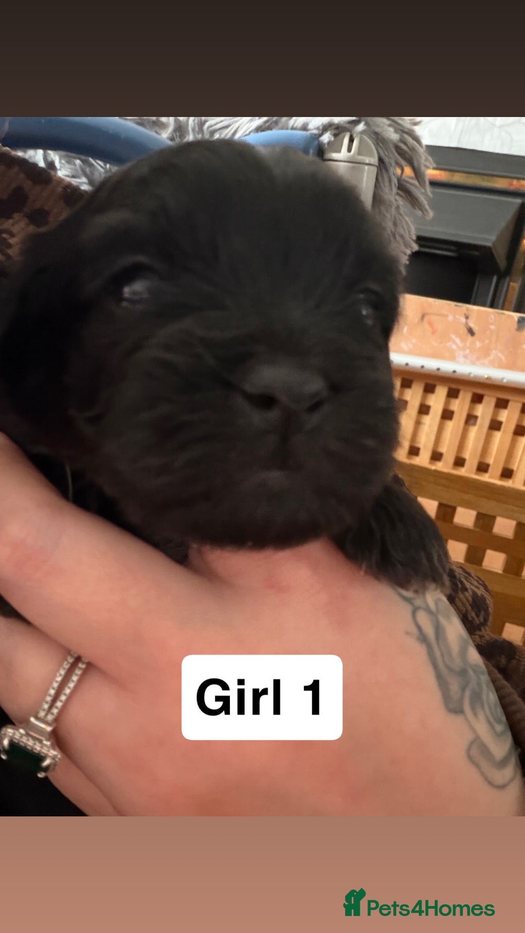 Shihpoo dogs for sale: Shitzu cross poodle puppies - Advert 3