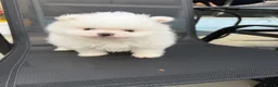 Pomeranian dogs for sale: KC Pomeranian white girl puppy for sale  - Advert 11