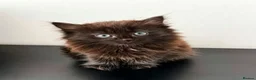 Mixed Breed cats for sale: 3 gorgeous kittens for sale  - Advert 11