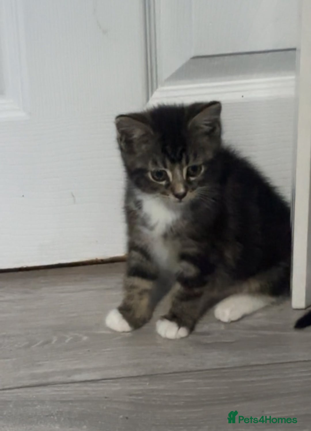 American Shorthair cats for sale: tabby kitten for sale - Advert 3