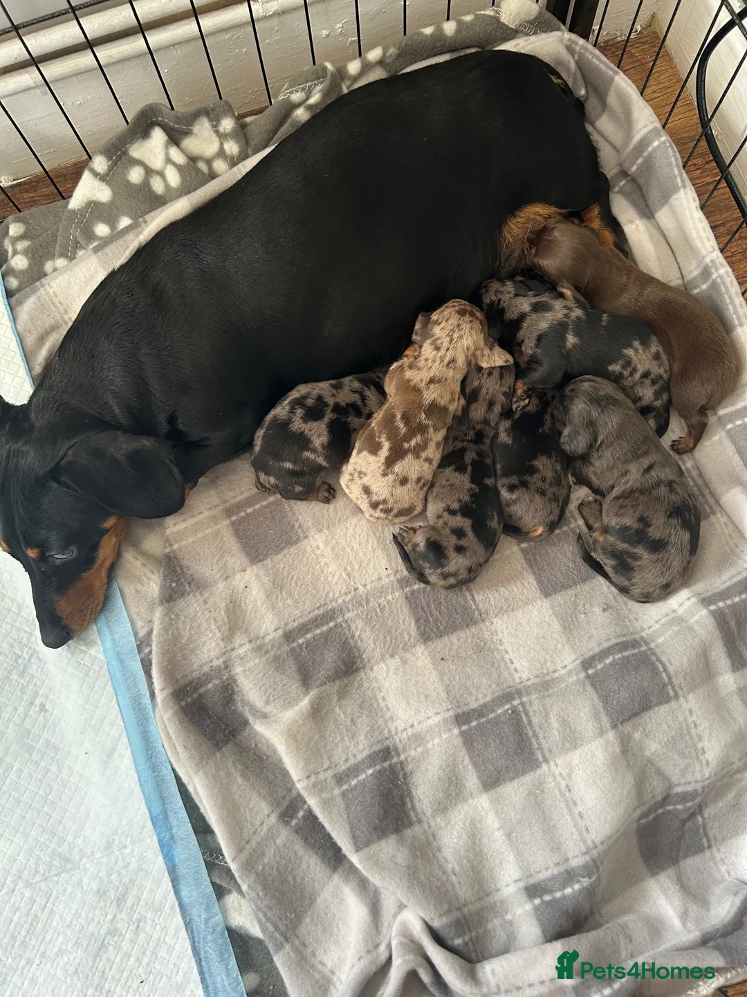 Miniature Dachshund dogs for sale: Miniture dashund pups - Advert 1