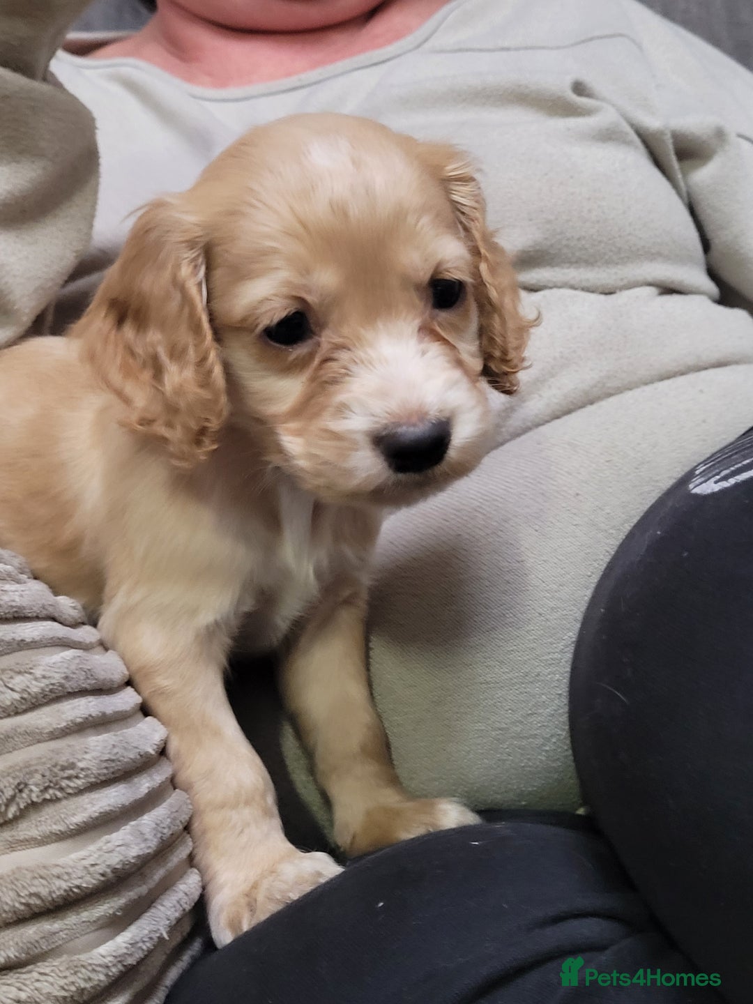 Cocker Spaniel dogs for sale: KC registered Working Cocker Spaniel puppies.  - Advert 8