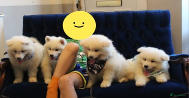 Samoyed dogs - Advert 8