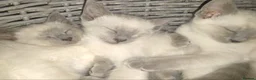 Siamese cats for sale: Beautiful blue eyes - Advert 4