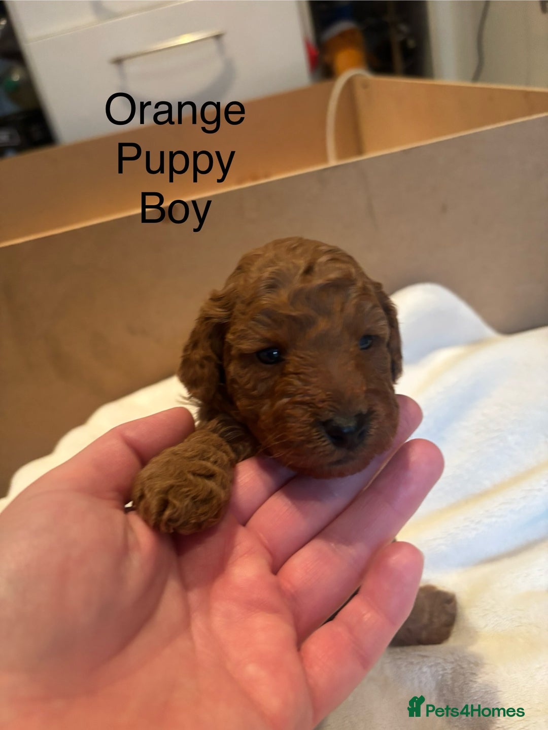 Miniature Poodle dogs for sale: KC Registered red miniature poodles  - Advert 20